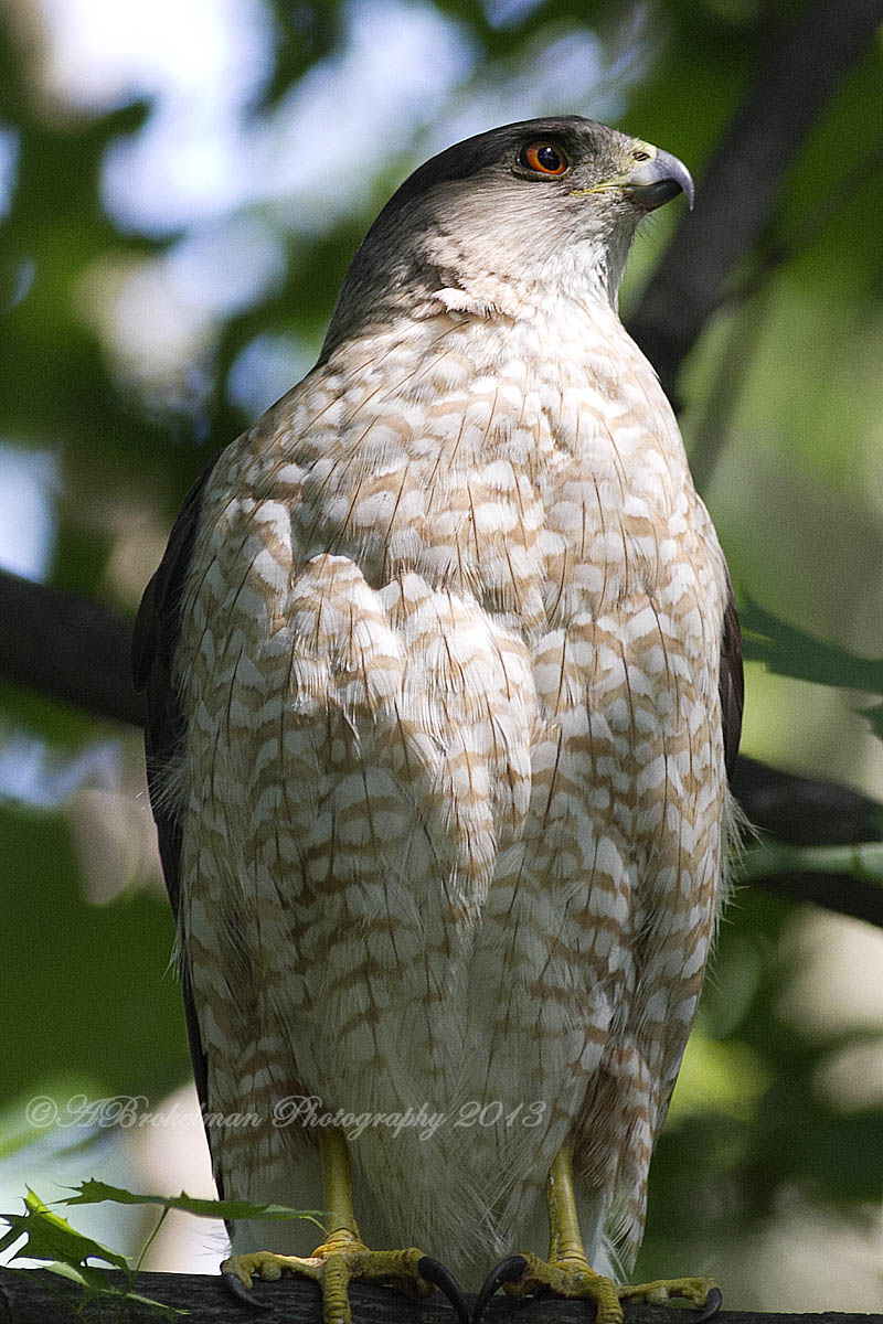 Cooper's Hawk Nest 2013: Female Cooper Hawk July 3, 2013